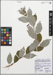 Foto von Salix caprea L.